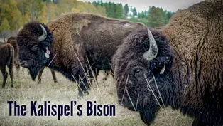 The Kalispel’s Bison