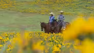 Colorful  Cowgirl