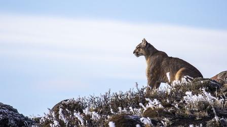 Video thumbnail: Nature Preview of Pumas: Legends of the Ice Mountains