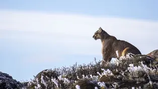 Preview of Pumas: Legends of the Ice Mountains
