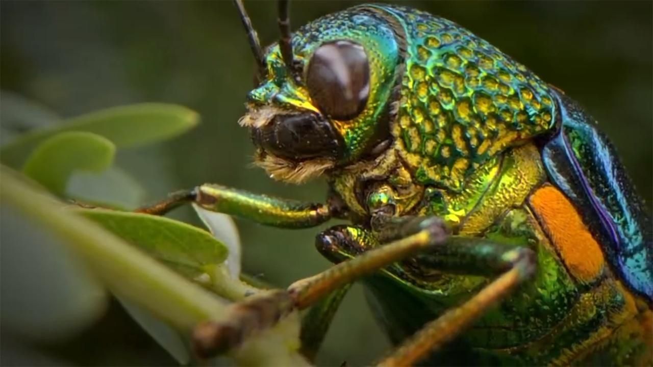 Bugs That Rule the World Beetle Mania airing Sun, Jun 28 7:00 pm
