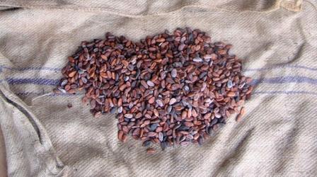 Video thumbnail: PBS NewsHour The challenging lives of the world’s cocoa growers