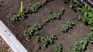 Tree Grow Bags & Fall Gardens