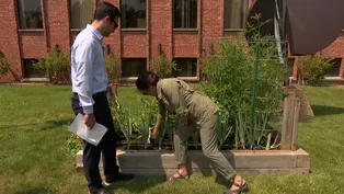 Harvest Time for Onions, Garlic – and Dandelions