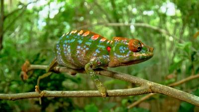Filming The Life of a Matchstick-Sized Chameleon