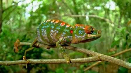 Video thumbnail: Nature Filming The Life of a Matchstick-Sized Chameleon