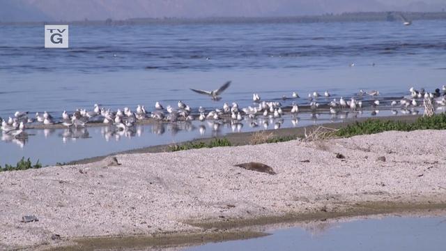 Farmers, the Salton Sea and Songbirds