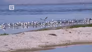 Farmers, the Salton Sea and Songbirds