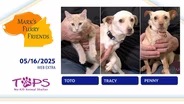 05/15/2025 | Toto, Tracy and Penny | Mark’s Furry Friends Extra