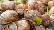 The Peconic Escargot