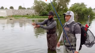 America OutdoorAmerica Outdoors: Understorys: Understory