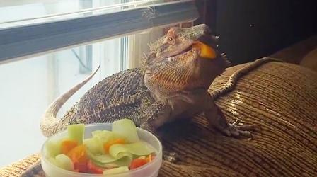 Video thumbnail: Emerging Voices Diet| How to Take Care of a Bearded Dragon