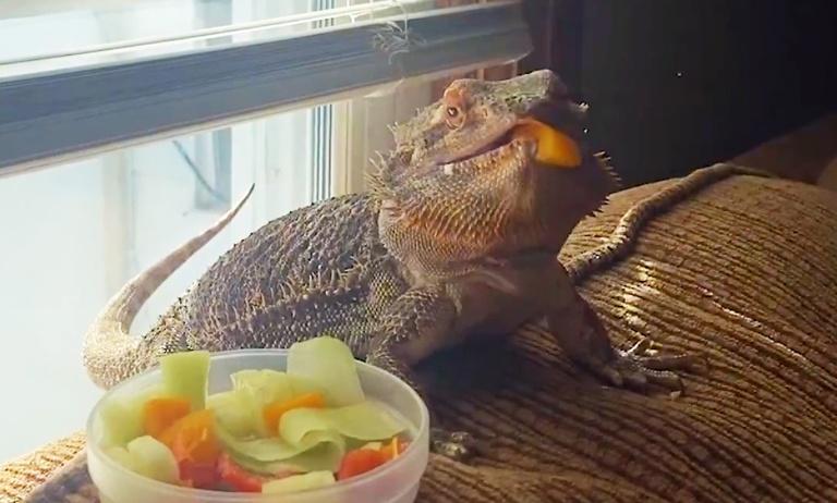 Diet| How to Take Care of a Bearded Dragon