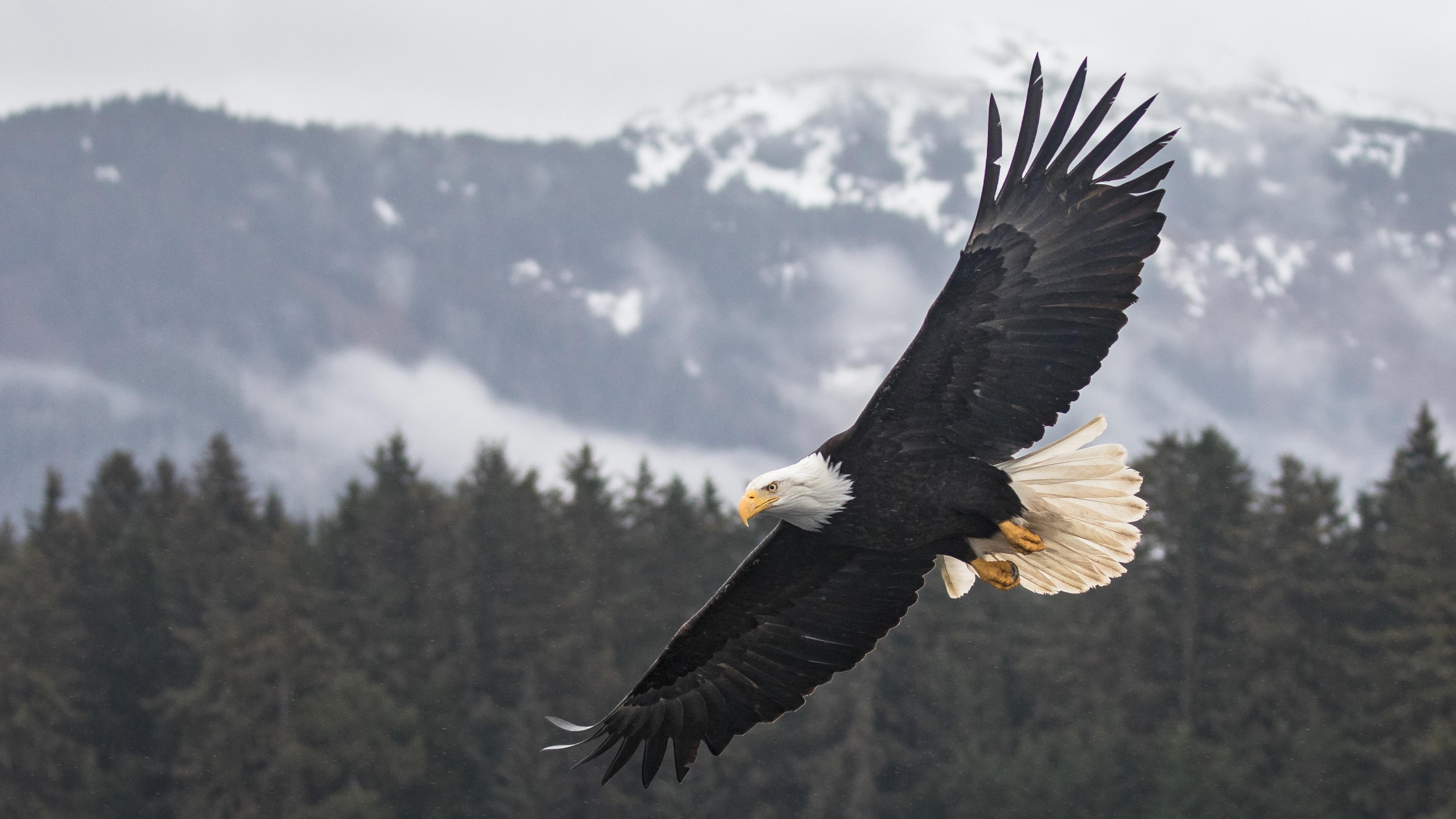 The Bald Eagle