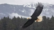 The Bald Eagle