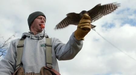 Video thumbnail: Rhode Island PBS Weekly Sky Hunters