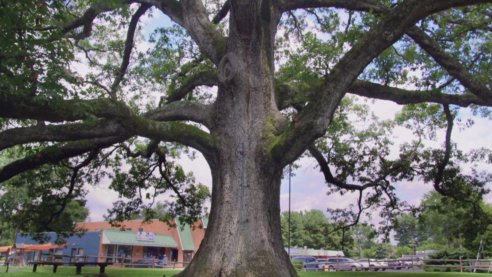 Maryland is home to 12 champion trees, recognized as the largest of their species in the U.S.