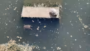 Turtles Basking in the Chicago River