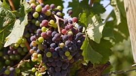 Video thumbnail: Washington Grown 707 Yakima Valley, No-Li Brewery