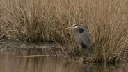 Birds of Winter
