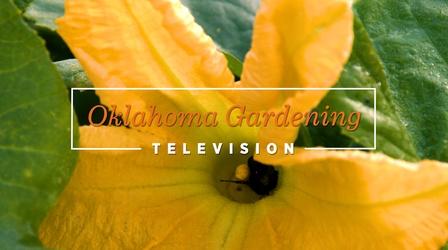 Video thumbnail: Oklahoma Gardening Oklahoma Gardening #4847 (05/21/22)