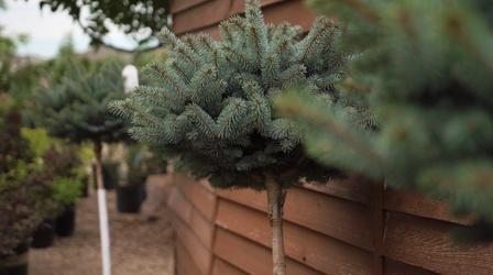 Video thumbnail: South Dakota Home Garden South Dakota Home Garden: Small Conifers