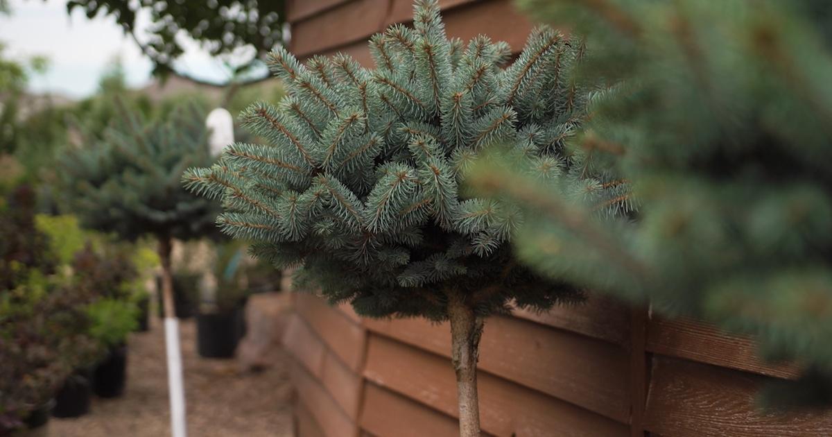 South Dakota Home Garden: Small Conifers