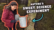 Can Science Explain Maple Syrup's Deliciousness?