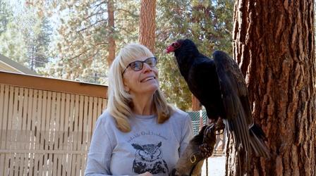 Video thumbnail: Southern Oregon Responds Badger Run Wildlife Rehab