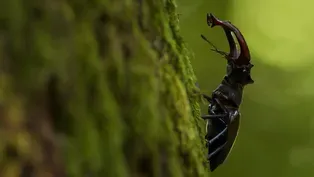 Beetles Battle Over Mate