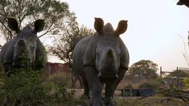 Rhino Ops | WILD HOPE: asset-mezzanine-16x9