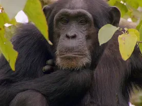 What are Chimps Saying?