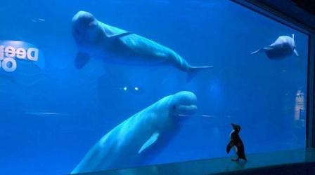 Video thumbnail: Great Lakes Now In isolation…At Aquariums