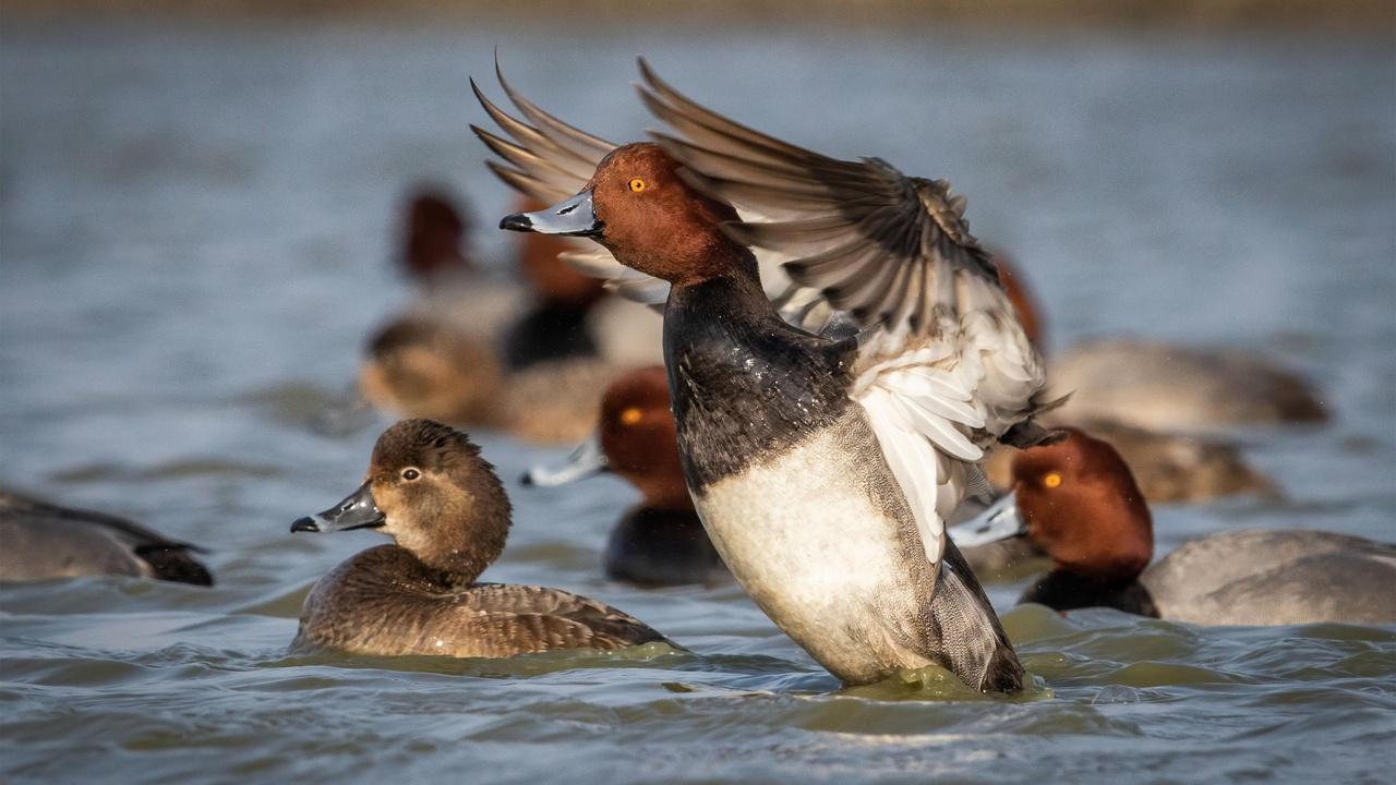 Our Living Coastline