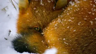 Arctic Foxes Compete with Red Foxes