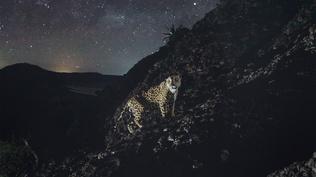 A Jaguar Love Triangle Caught on Camera