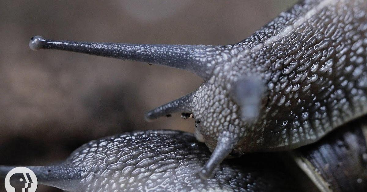 Deep Look | Everything You Never Wanted to Know About Snail Sex | Season 4 | Episode 6