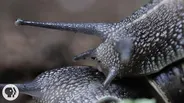 Everything You Never Wanted to Know About Snail Sex