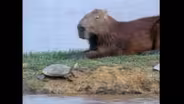 Cowboys, Caimans & Capybaras
