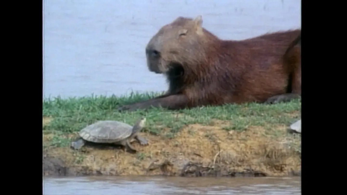 Cowboys, Caimans & Capybaras