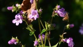 Video thumbnail: Central Texas Gardener Rustling Roses and History