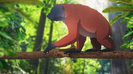 Video thumbnail: Eons When Giant Lemurs Ruled Madagascar