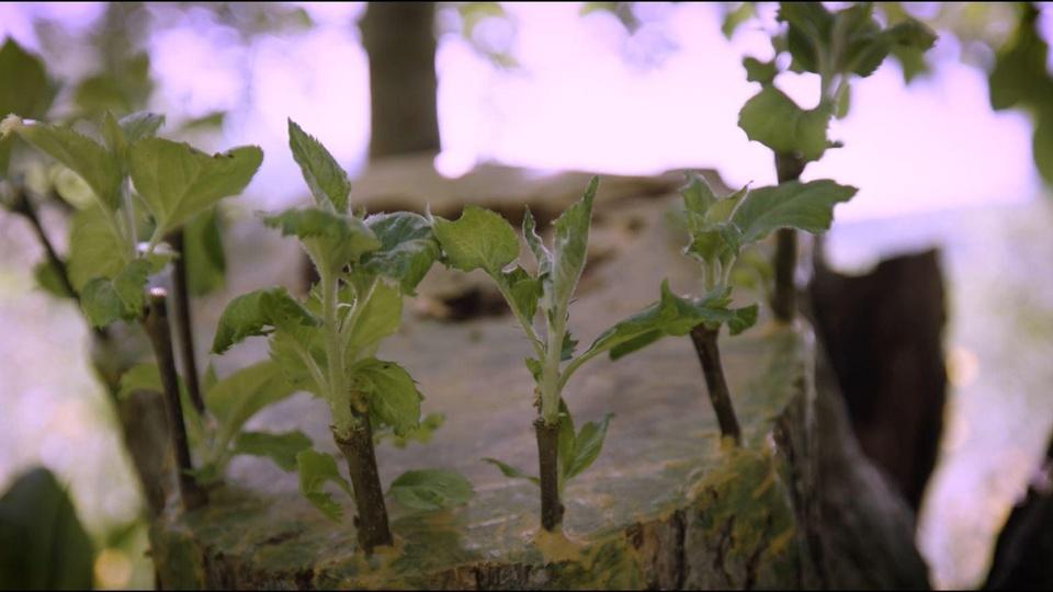 Vermont Public Livestream