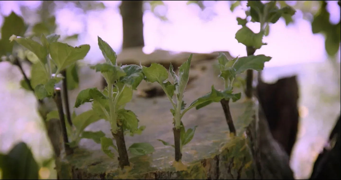 Whitman Brook - story of an apple orchard and time