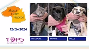 12/26/2024 | Theodore, Minnie and Millie | Mark's Furry Friends