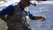 Hot Spots for Trout against Drought