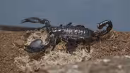 Emperor Scorpions