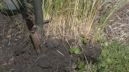 Video thumbnail: Backyard Farmer Backyard Farmer: Oak Tree Problems & Dividing Perennials