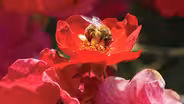 Beyond the Buzz