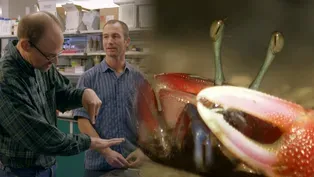 Why Fiddler Crabs Have Giant Claws